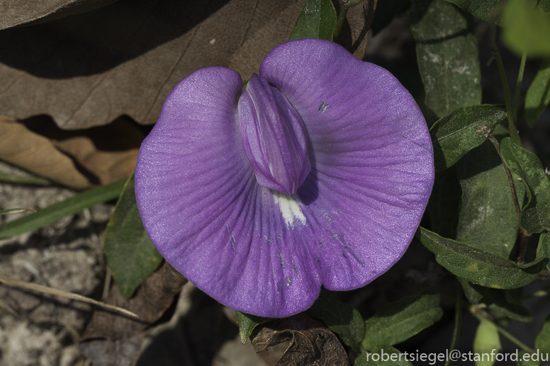 purple flower